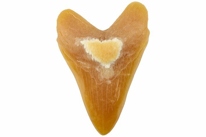 Realistic, Carved Orange Calcite Megalodon Tooth - Replica #202092